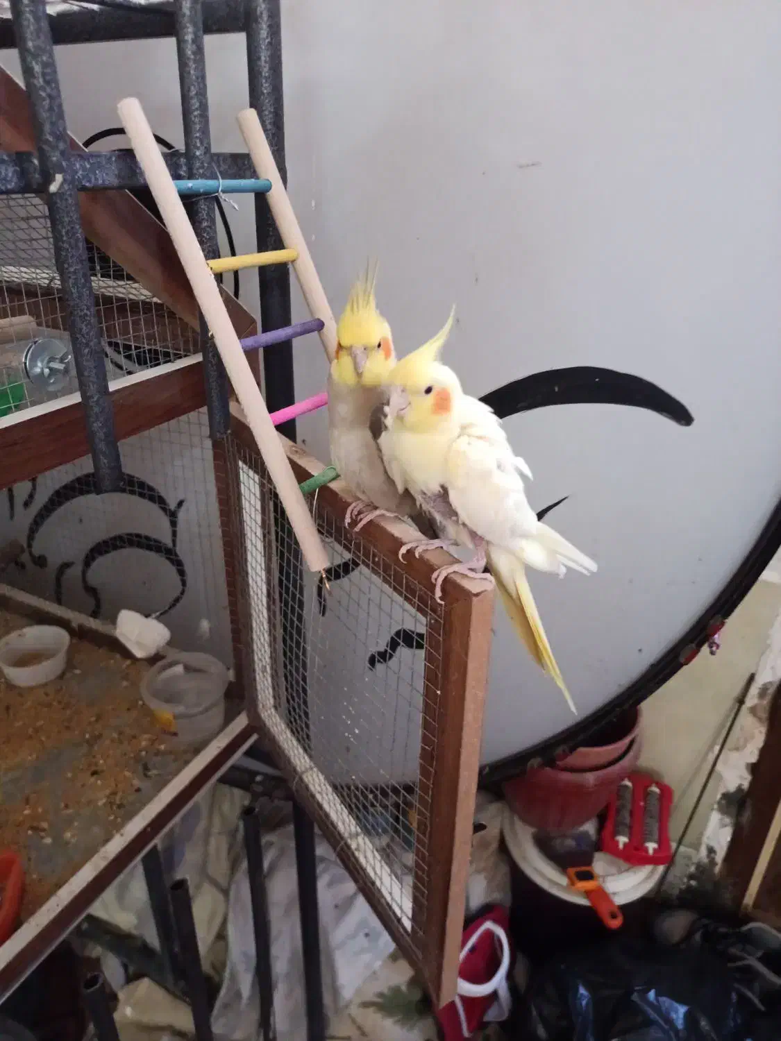 عروس هلندی دو جفت ۴۲۰۰|پرنده|نهبندان, |دیوار