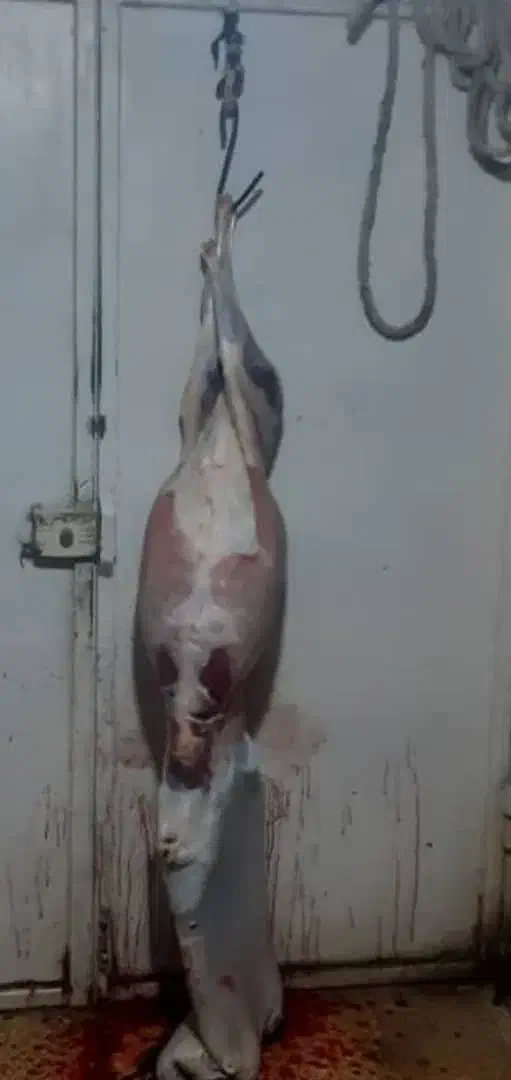 قصابی کهره وبره هر روز|خوردنی و آشامیدنی|بهبهان, |دیوار