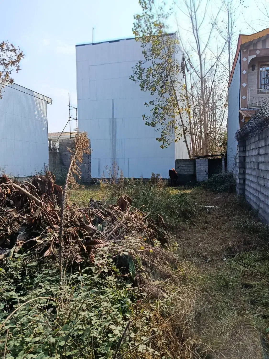 زمین با پروانه ساخت بنا۲۵۰متری|فروش زمین و ملک کلنگی|چاف و چمخاله, |دیوار