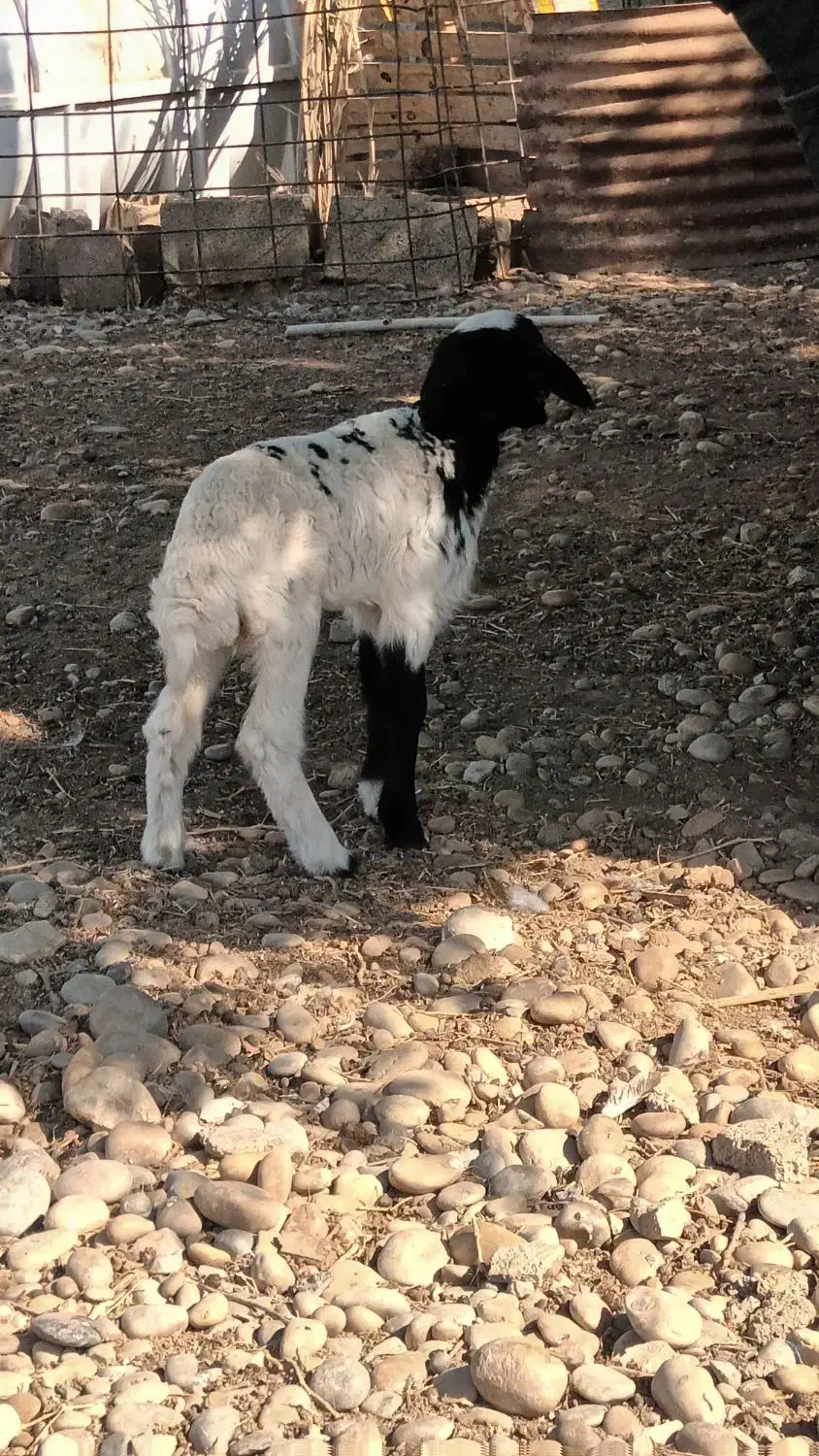 بره ماده بفروش میرسد|حیوانات مزرعه|هندیجان, |دیوار