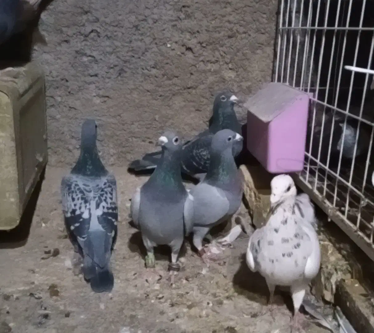 پلاکی دس اولی|پرنده|شیراز, گویم|دیوار