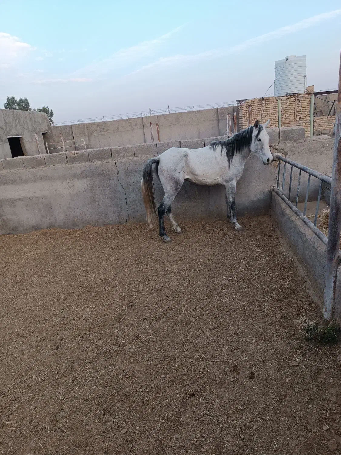 اسب|اسب و تجهیزات اسبسواری|جعفرآباد, |دیوار
