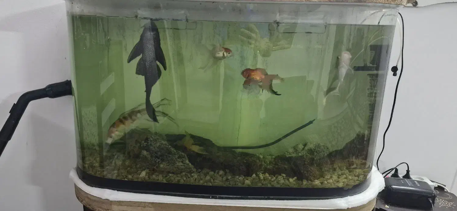 آکواریوم با بخاری تسویه وماهی|ماهی|مشهد, خواجه ربیع|دیوار