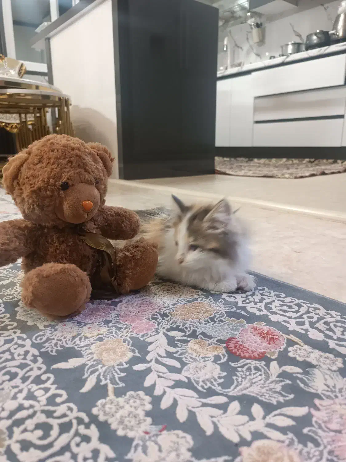 واگذاری گربه رایگان|گربه|تهران, المهدی|دیوار