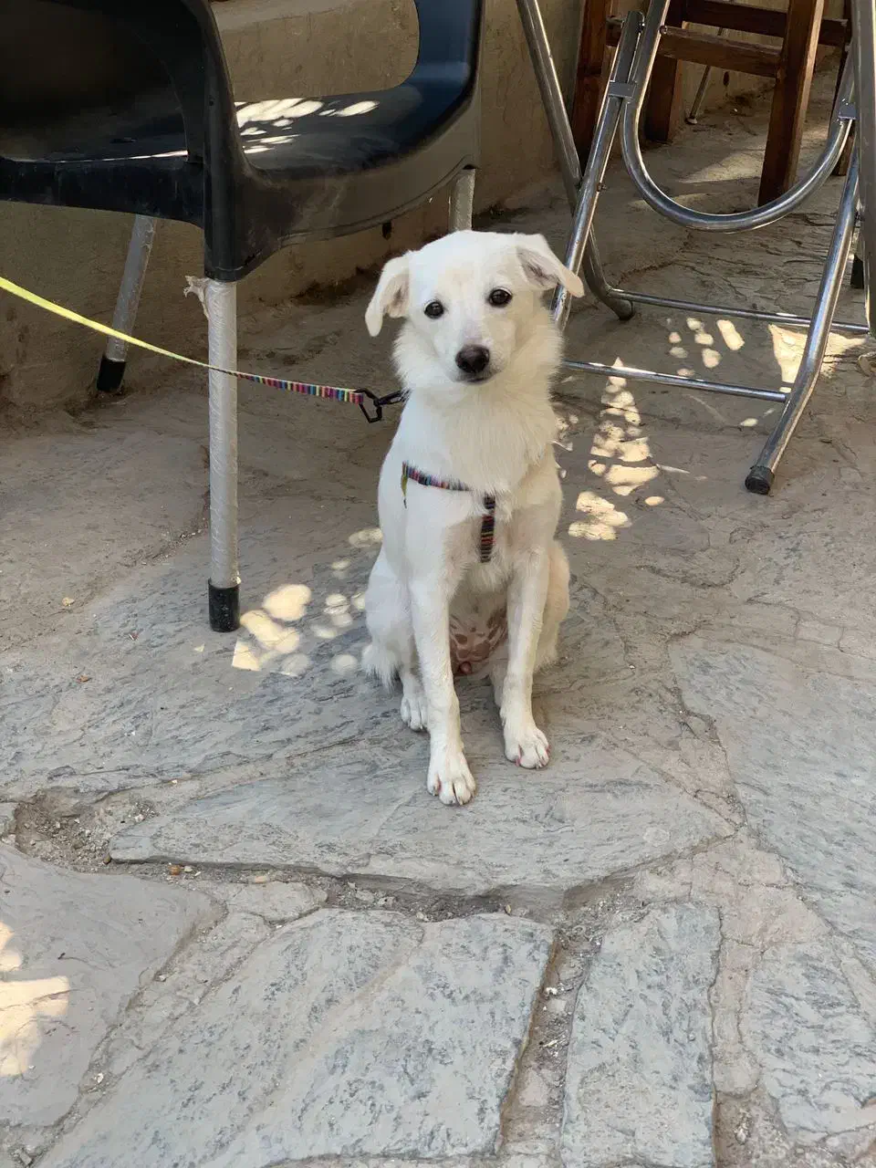 سگ اشپیدز سفید پیدا شده با|سگ|کرج, شاهینویلا|دیوار