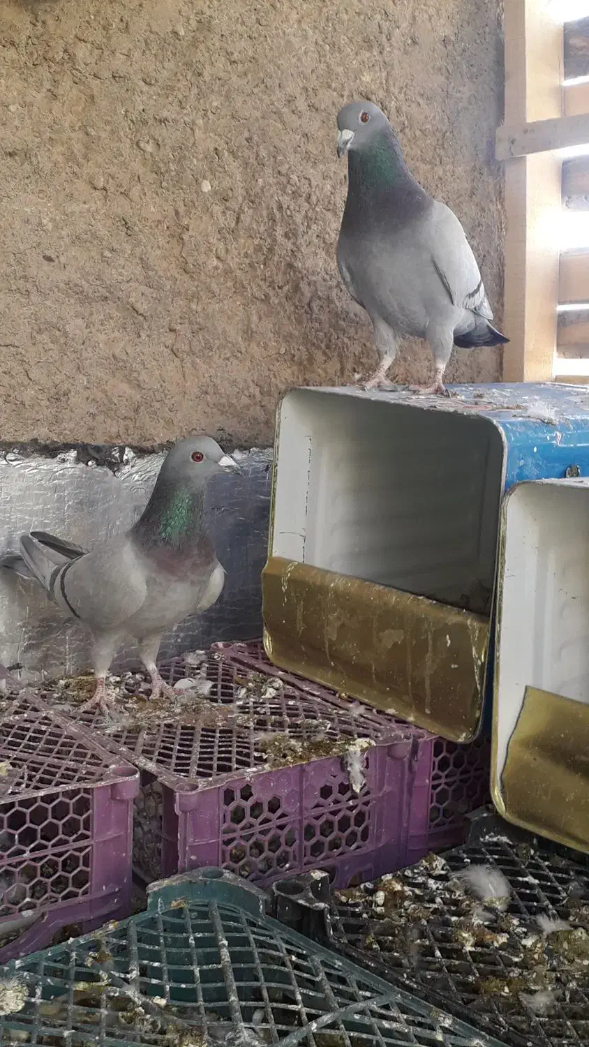 کفتر پلاکی|پرنده|شاهین‌شهر, گزبرخوار|دیوار