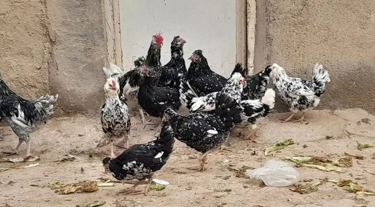 تخم مرغ گلین|حیوانات مزرعه|قم, تعویض پلاک|دیوار