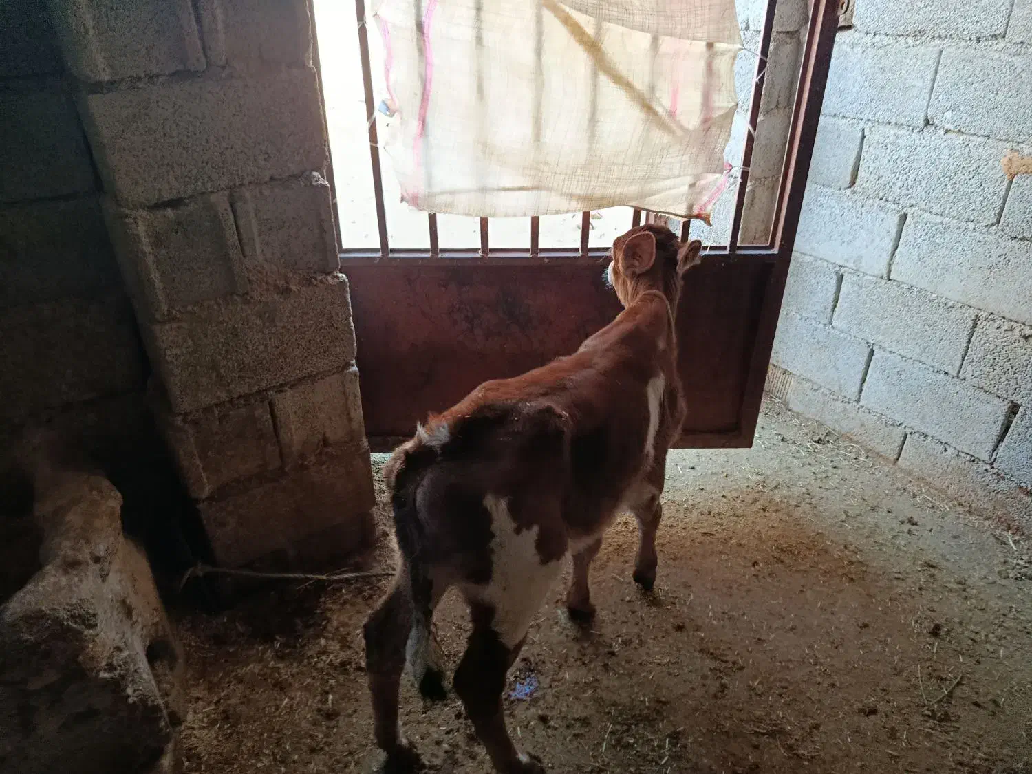 گاو گوساله|حیوانات مزرعه|کوهدشت, |دیوار