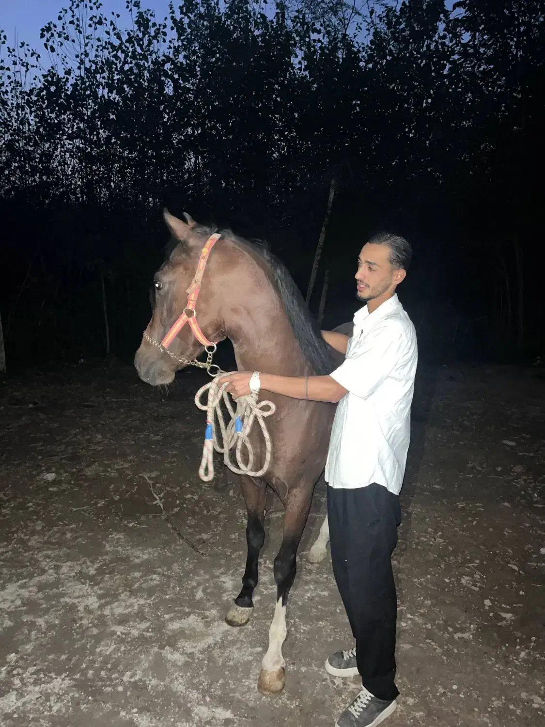 نریان کرد ۶ دنگ|اسب و تجهیزات اسبسواری|رشت, لاکان|دیوار