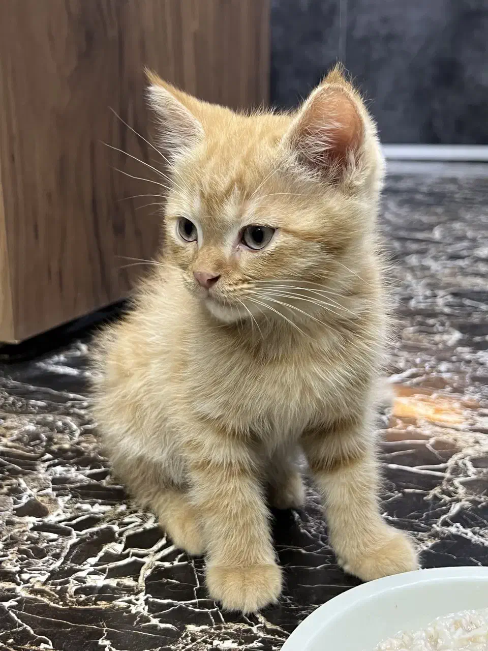 گربه اسکاتیش|گربه|قدس, شهر‌قدس|دیوار