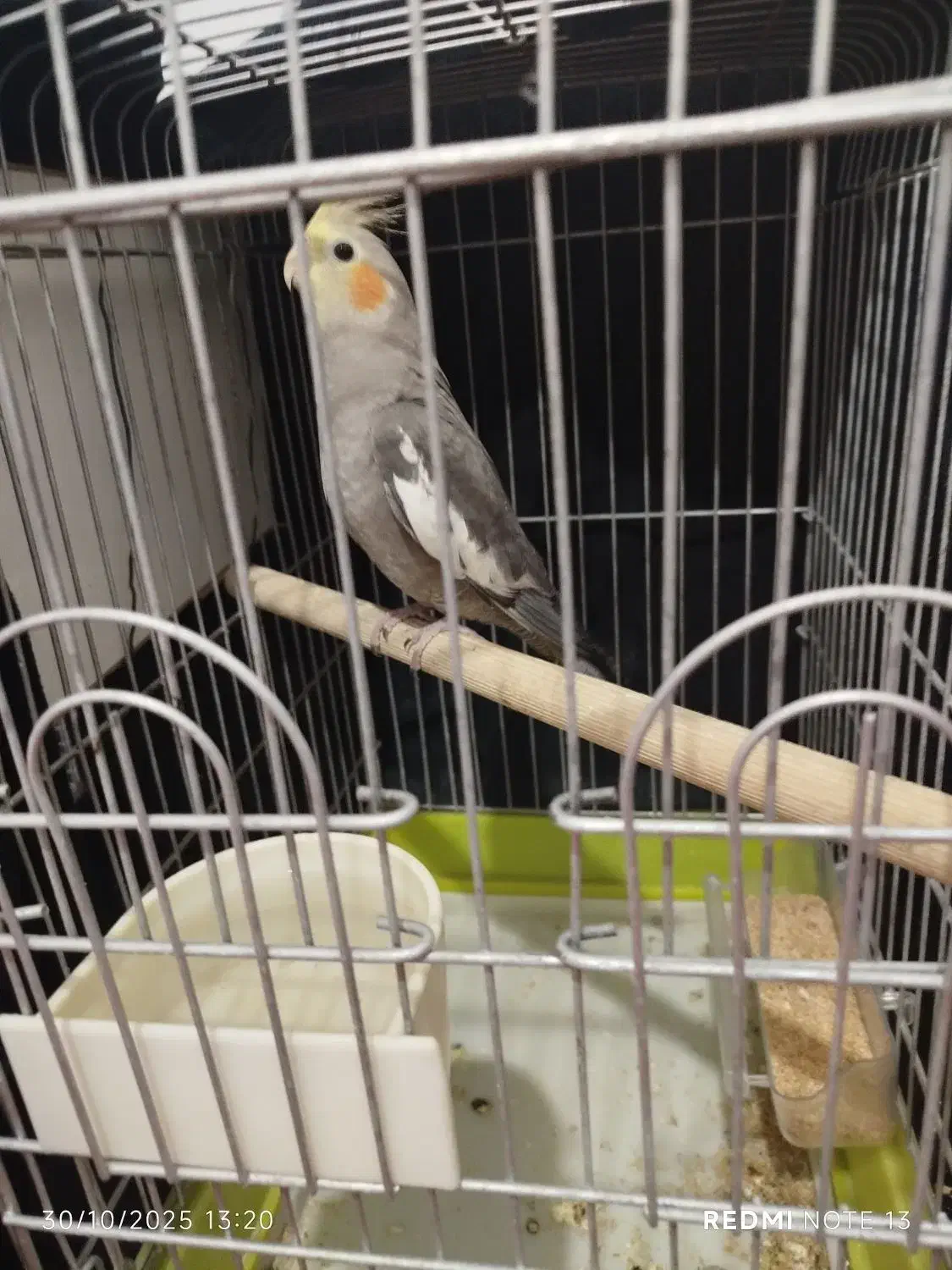 گل مصنوعی پرنده|گل مصنوعی|چهارباغ, |دیوار