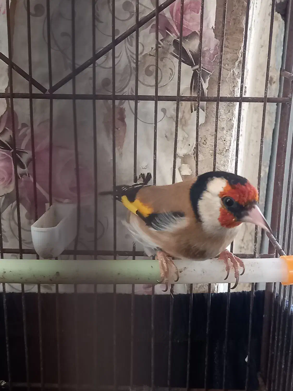 فروش سهره دوساله تازه صاف|پرنده|شیراز, تندگویان|دیوار