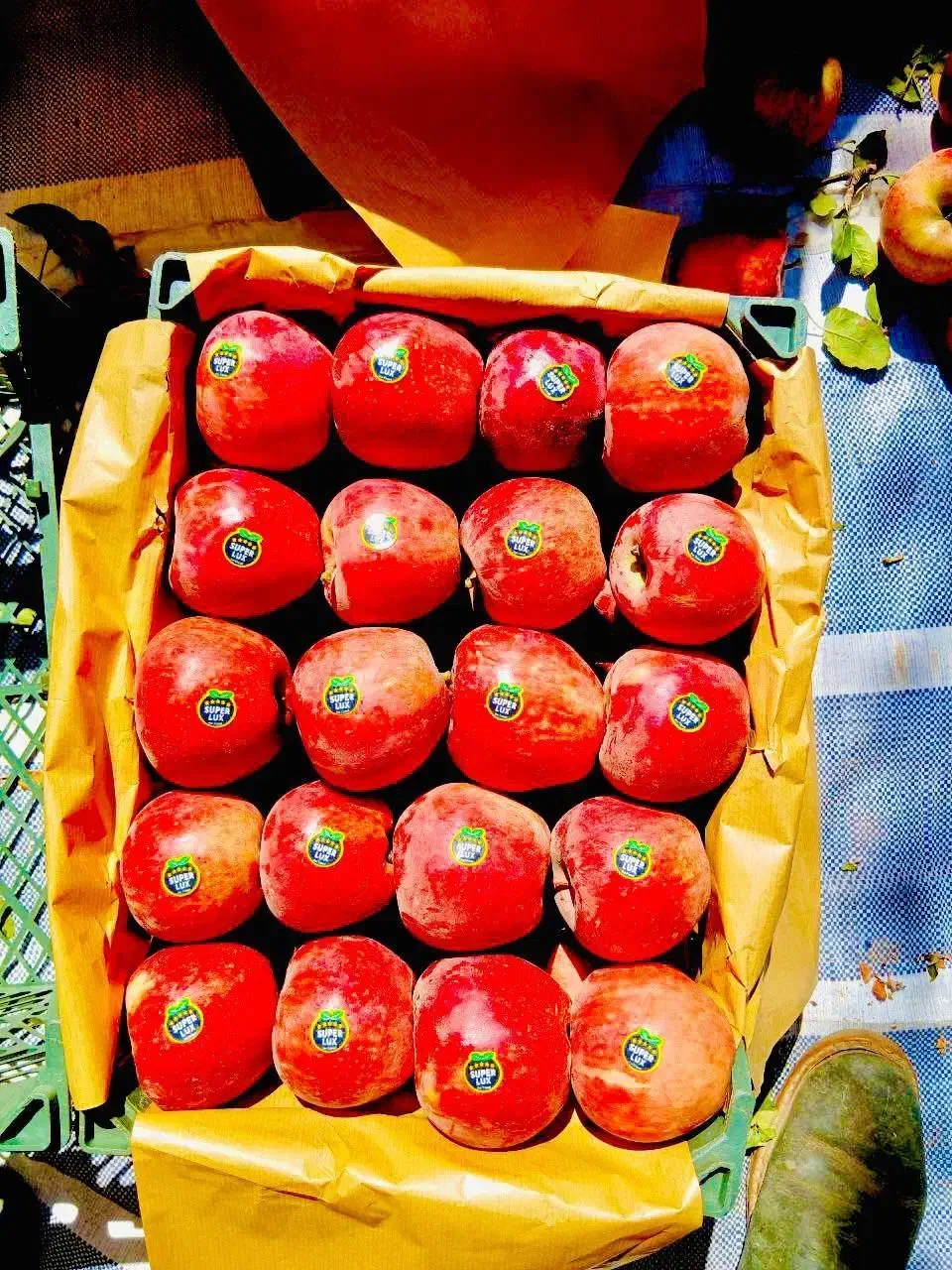 سیب درجه یک|گل و گیاه طبیعی|تبریز, |دیوار