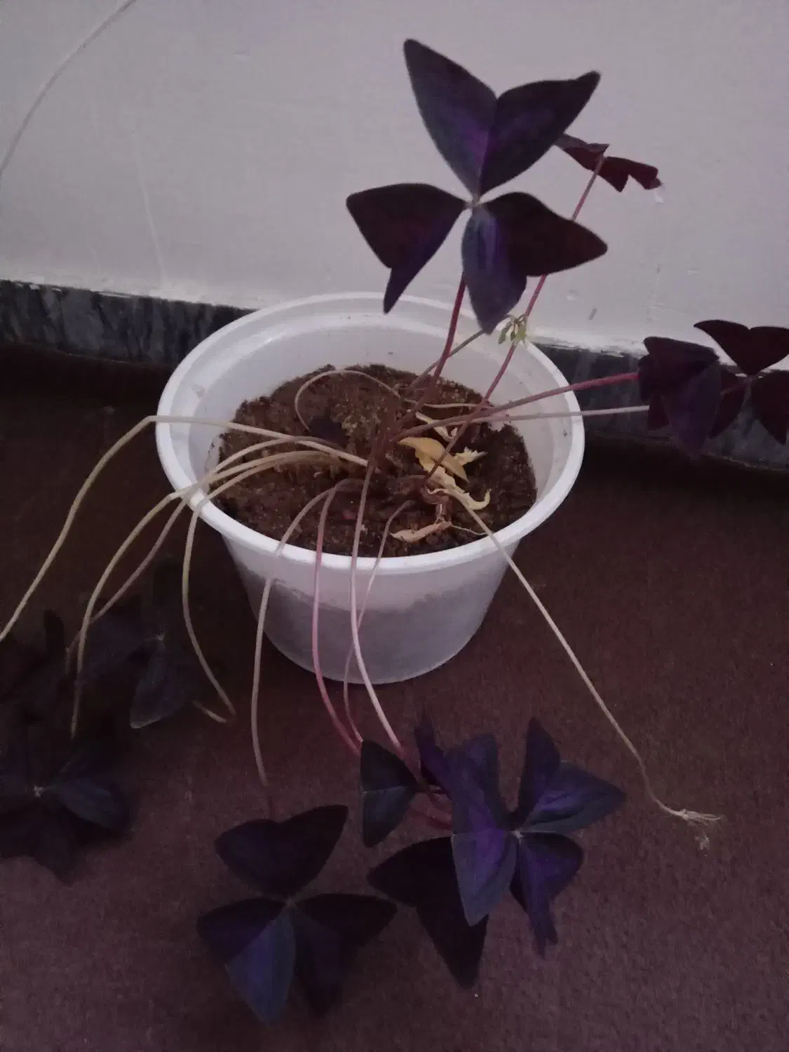 گل‌زیبا‌فروشی|گل و گیاه طبیعی|سقز, |دیوار