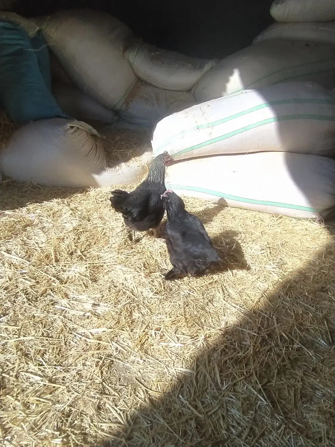 دوتامرغ خونگی|حیوانات مزرعه|محمدیه-قزوین, |دیوار