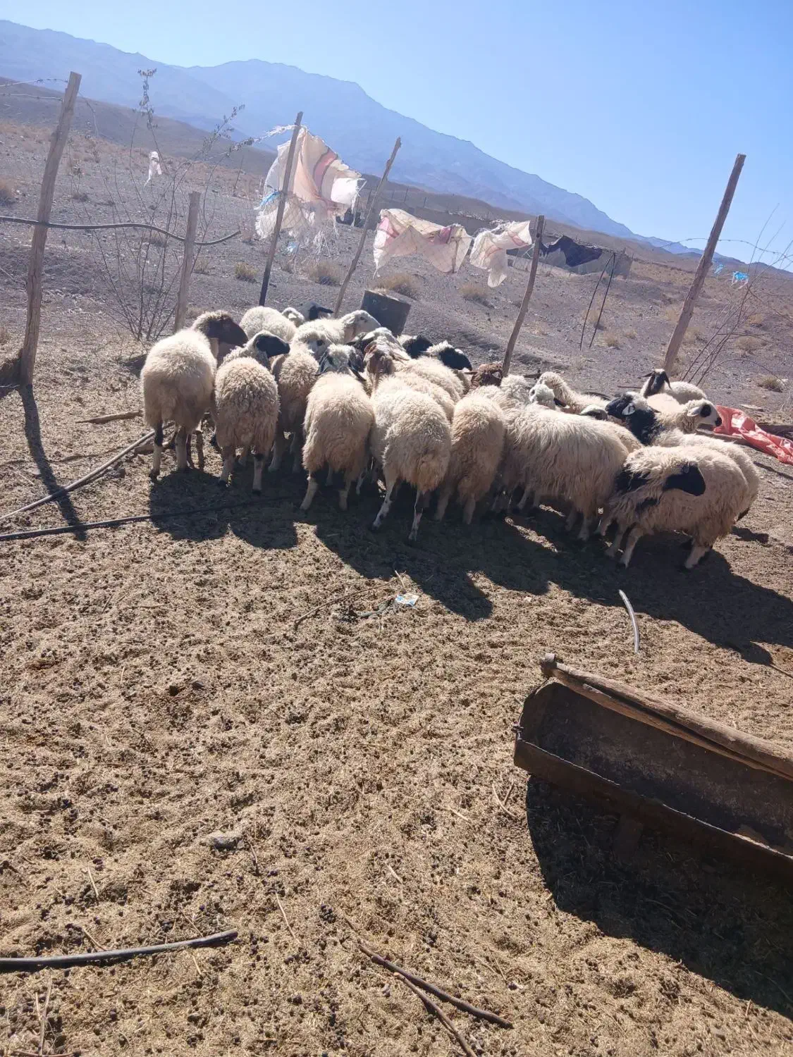 فروش ۲۰ راس میش بره|حیوانات مزرعه|راین, |دیوار