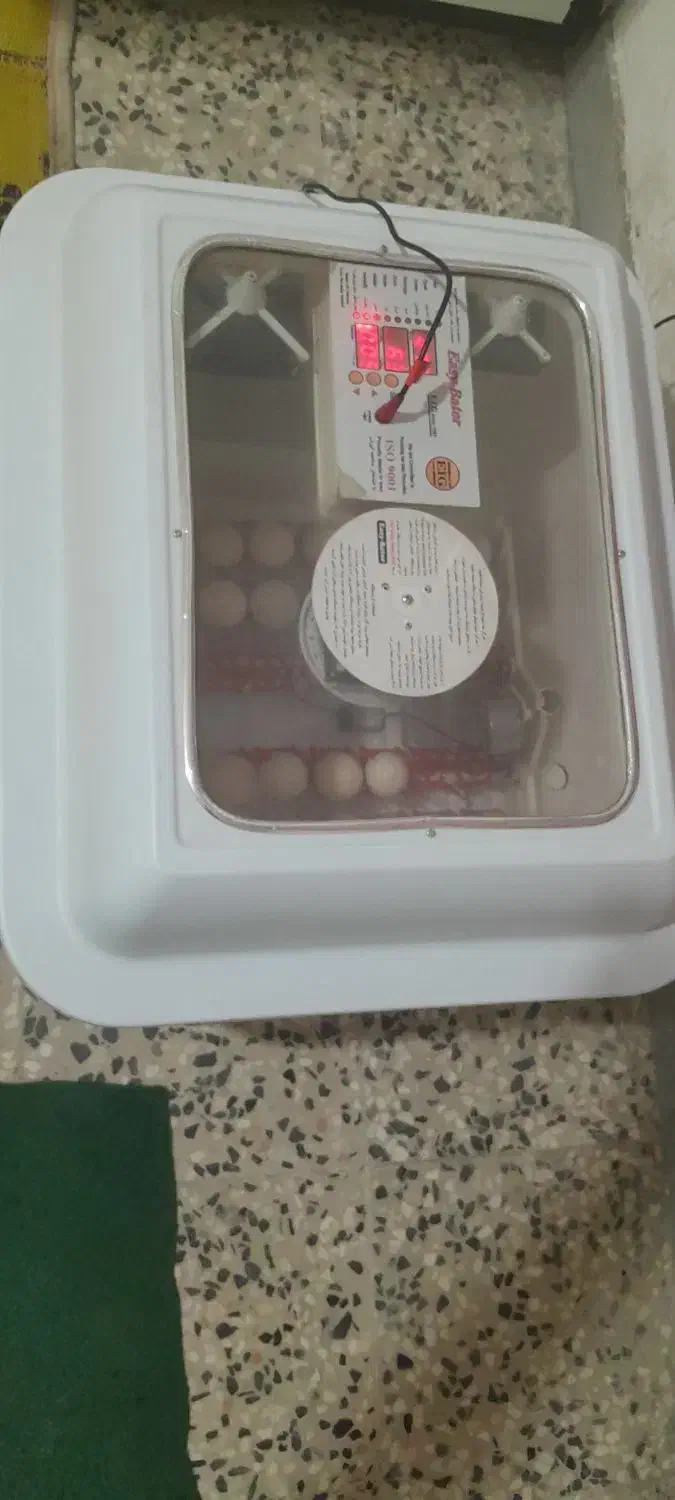 دستگاه جوجه کشی اسکندری|حیوانات مزرعه|یاسوج, |دیوار