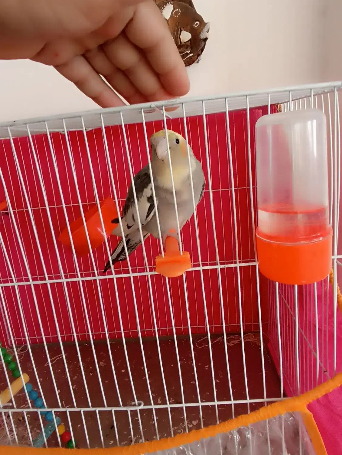 پرنده|پرنده|تربت جام, نظامی|دیوار