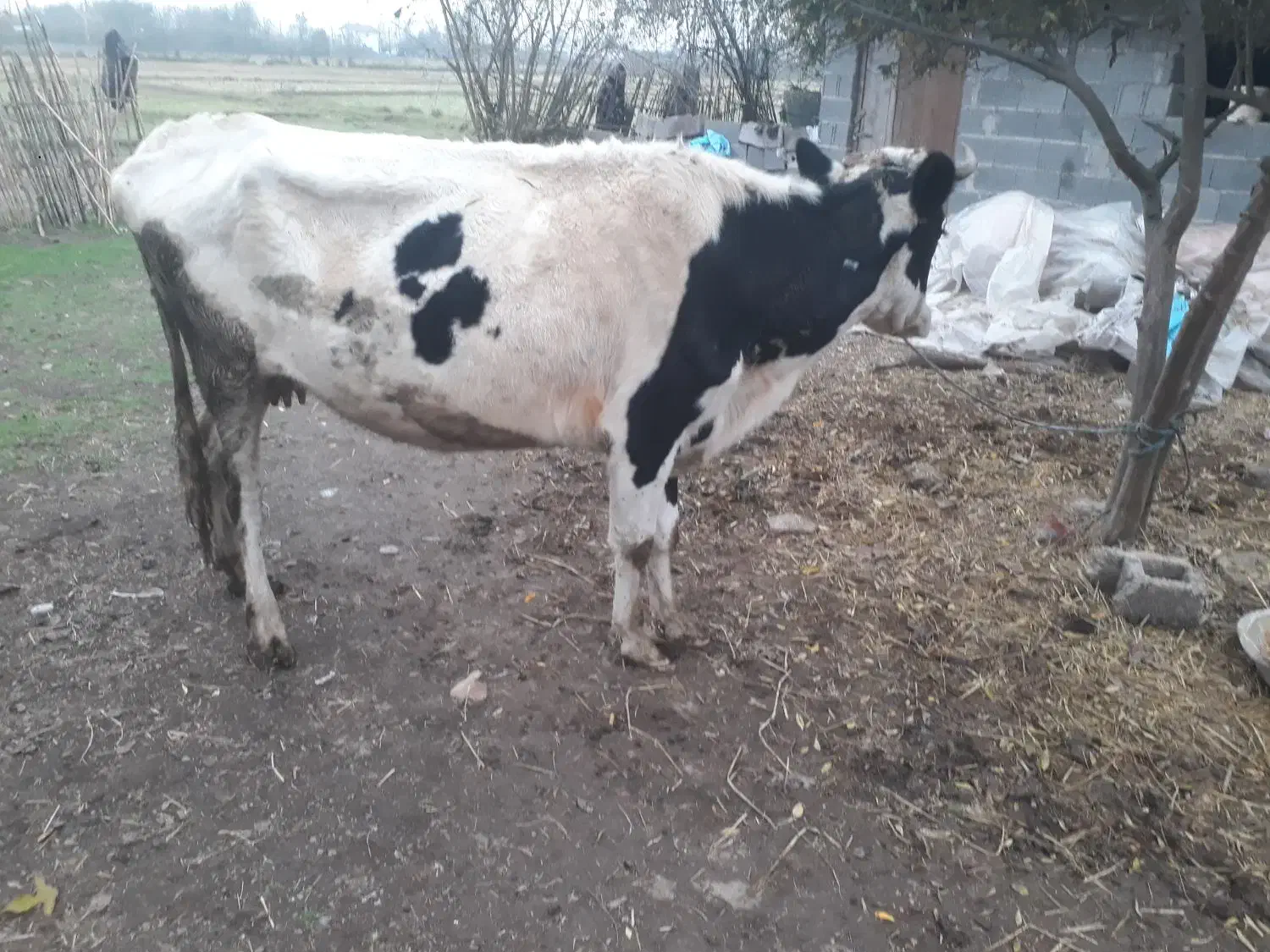 گاوهلیشتاین|حیوانات مزرعه|لولمان, |دیوار