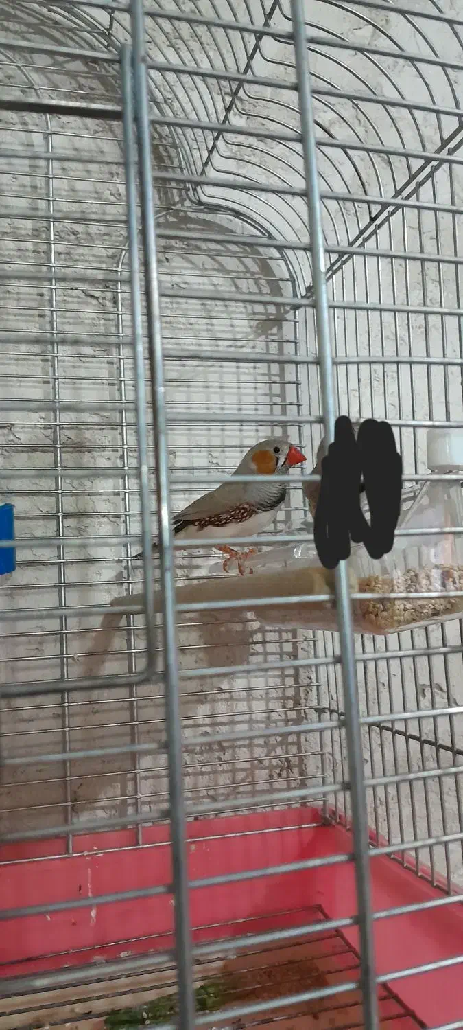 فنج نر لپ قهوه ای بالغ|پرنده|شیراز, نصر|دیوار