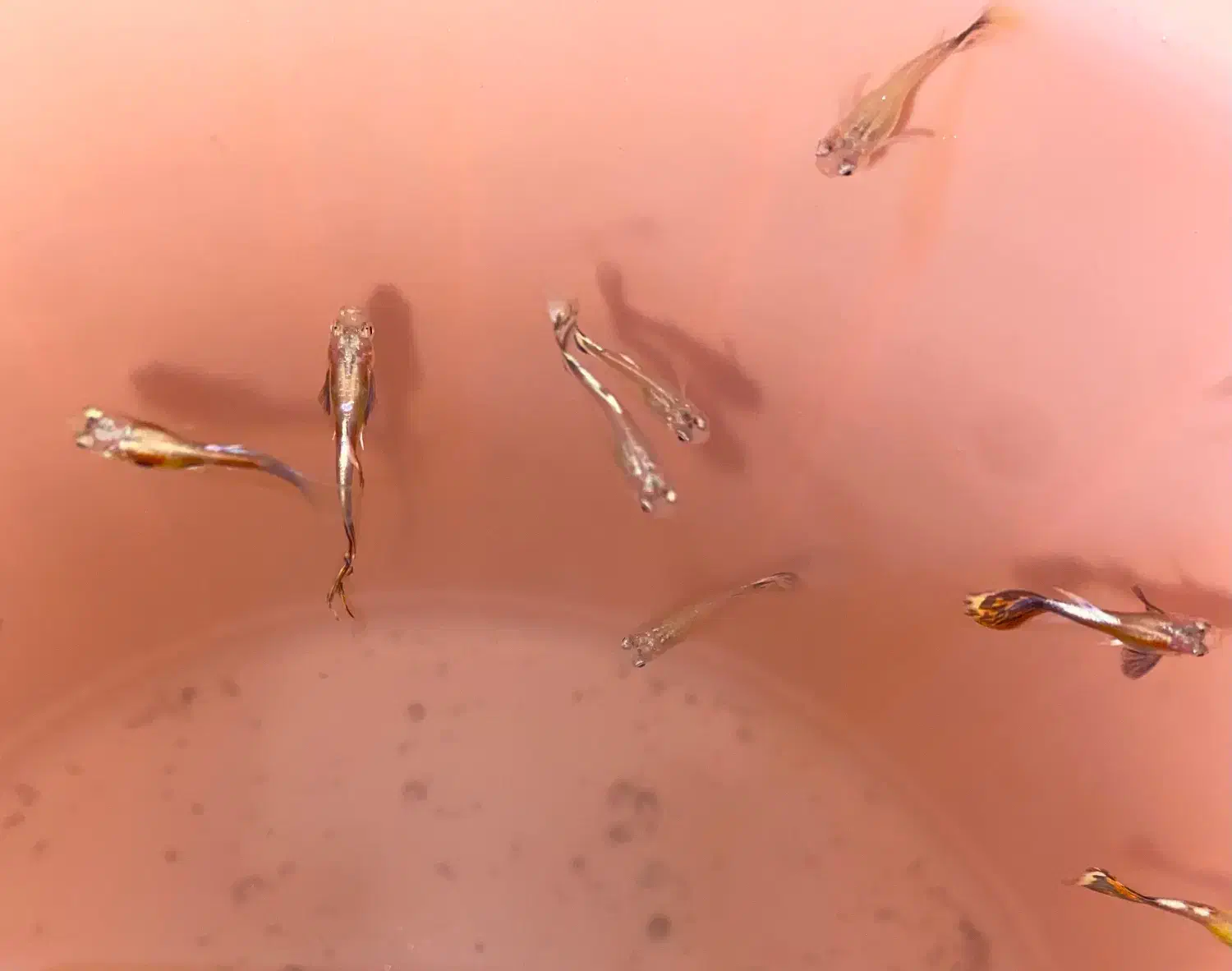 ماهی|ماهی|نسیمشهر, |دیوار