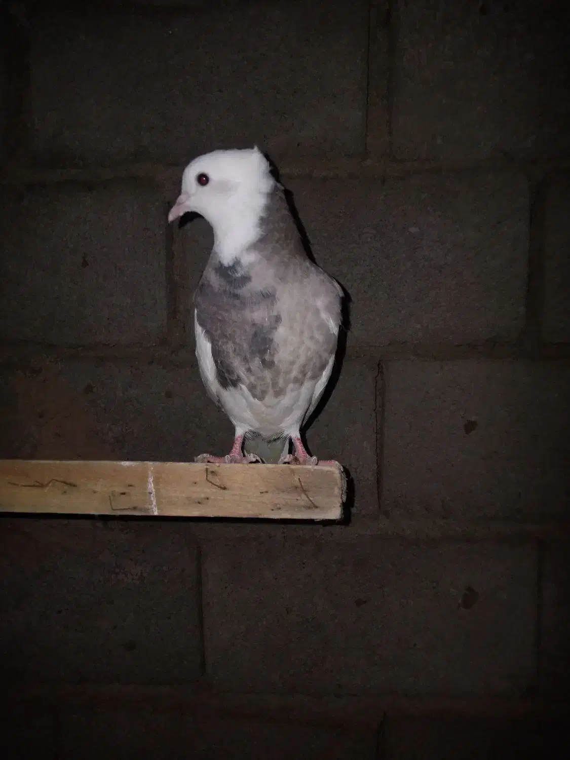 طوقی|پرنده|نیشابور, شهید بهشتی|دیوار