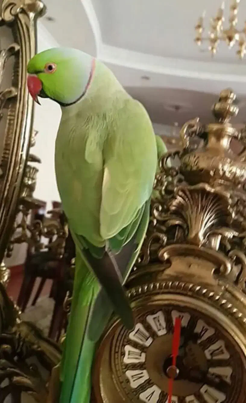 فروش انواع طوطی ملنگو و عروس هلندی|پرنده|بیرجند, |دیوار