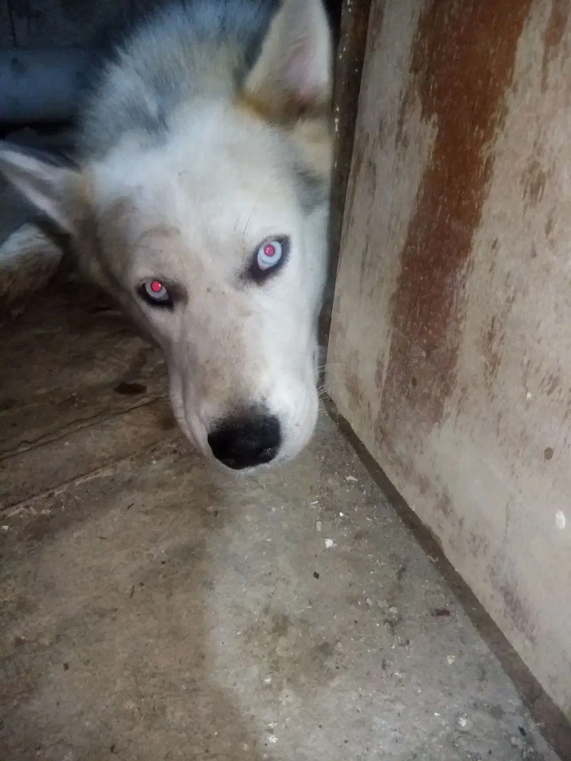 سگ نگهبان|سگ|خرمآباد (تنکابن), |دیوار