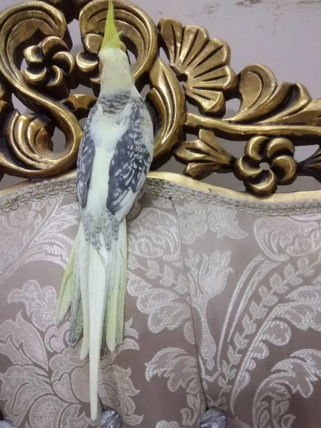 عروس هلندی دوکت مرواریدی تاج پرنسسی چشم فالو|پرنده|مشهد, یوسفیه (شهرک غرب)|دیوار