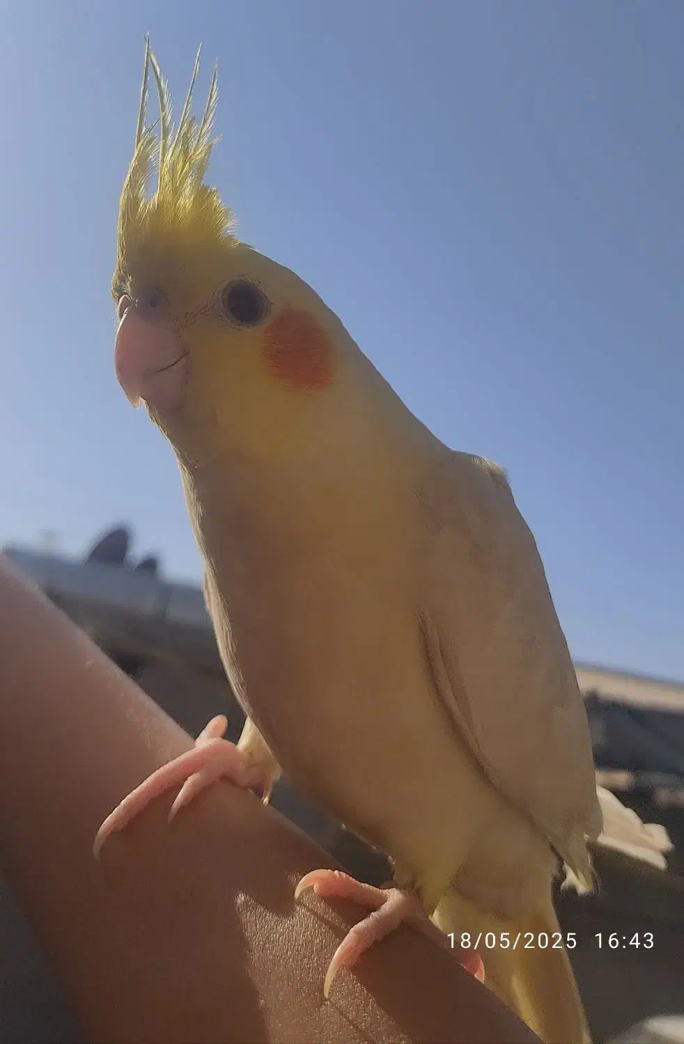 عروس هلندی گمشده|پرنده|چمران, |دیوار