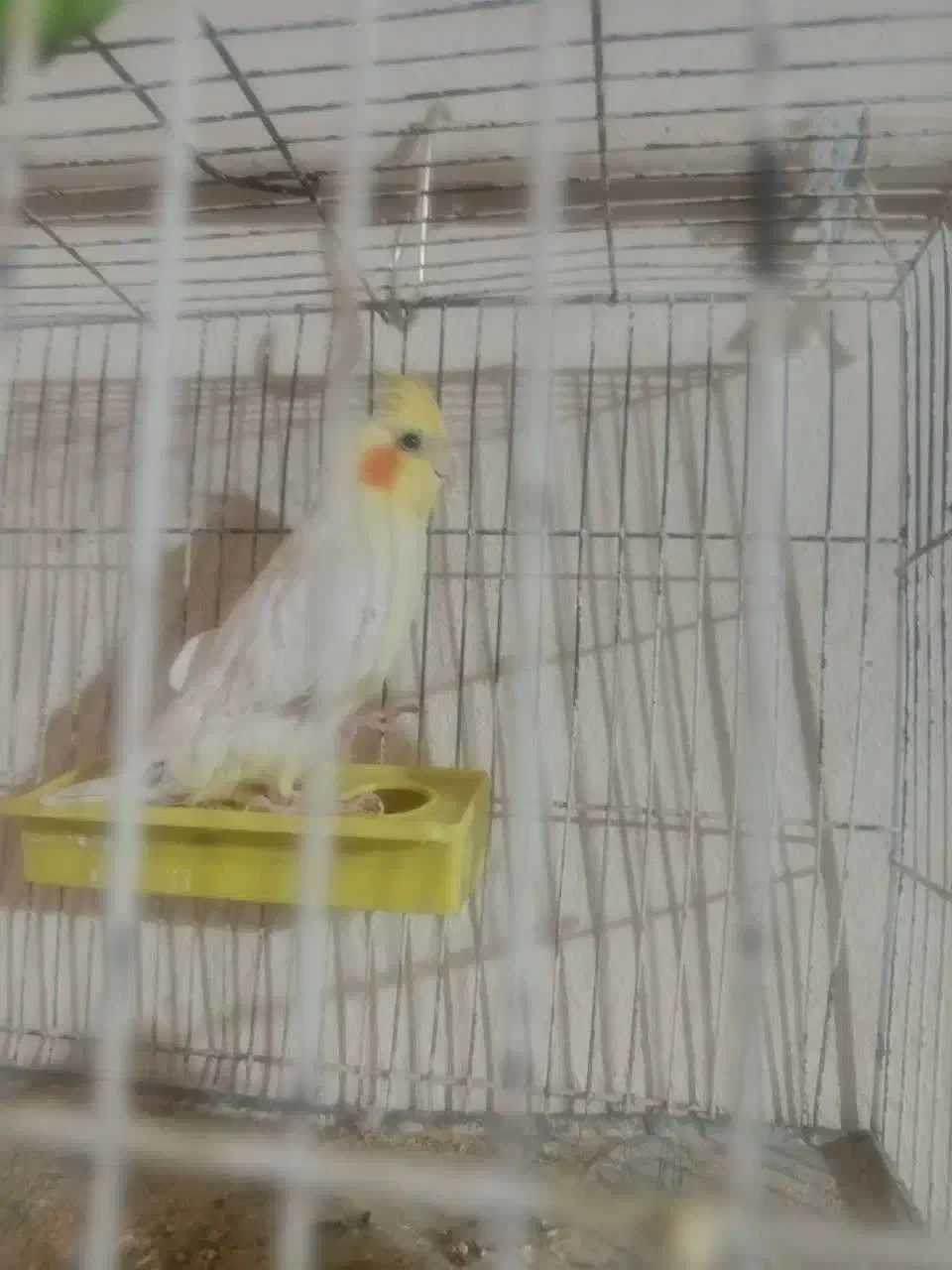 عروس هلندی|پرنده|یزد, |دیوار