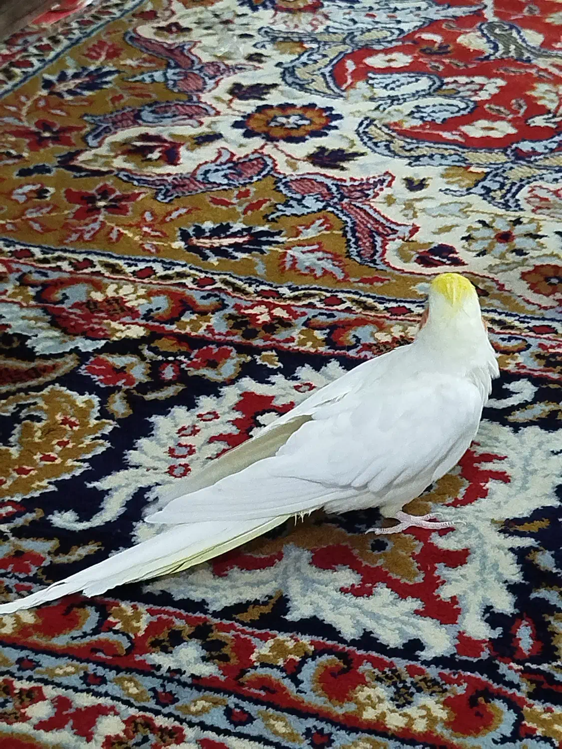 عروس هلندی|پرنده|آوج, |دیوار