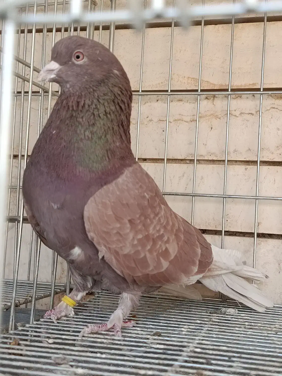 کبوتر|پرنده|کاشان, رسالت|دیوار