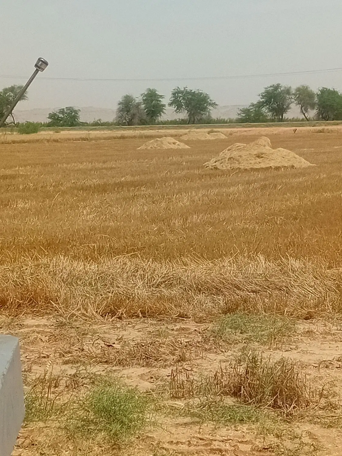 کاه|لوازم جانبی حیوانات|شوشتر, |دیوار