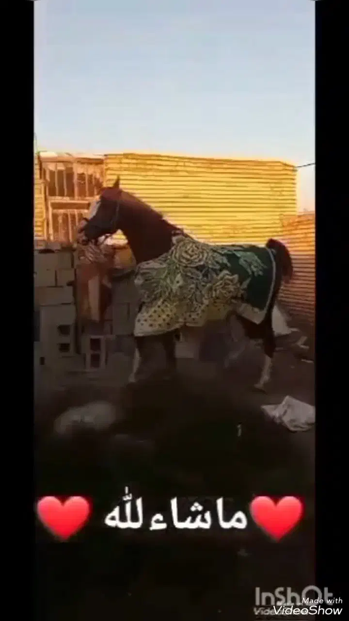 اندیمشک|اسب و تجهیزات اسب‌سواری|شوش, |دیوار