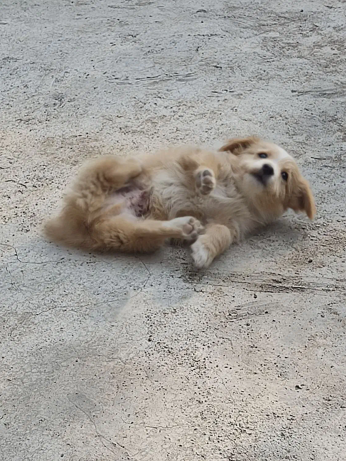 توله 2ماهه|سگ|ساوه, |دیوار