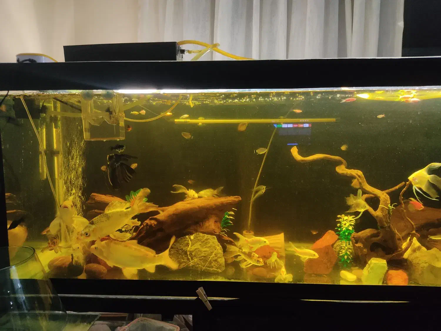 فروش ماهی کوی|ماهی|تهران, شادمان|دیوار