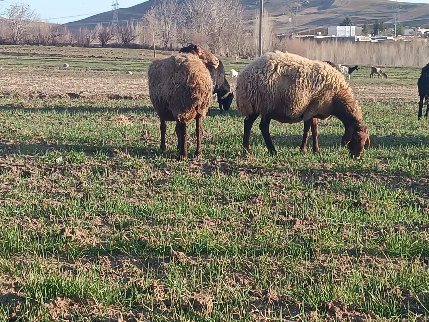 میش|حیوانات مزرعه|بیرانوند, |دیوار