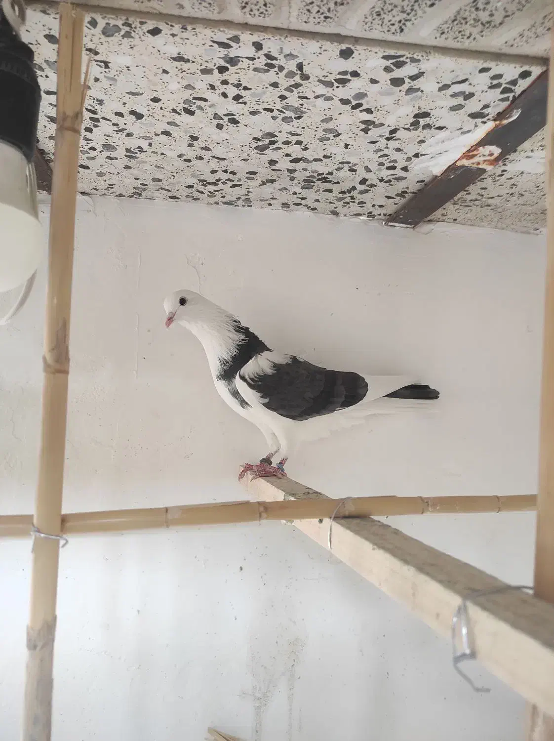 کبوتر پرشی|پرنده|مهدی شهر, |دیوار