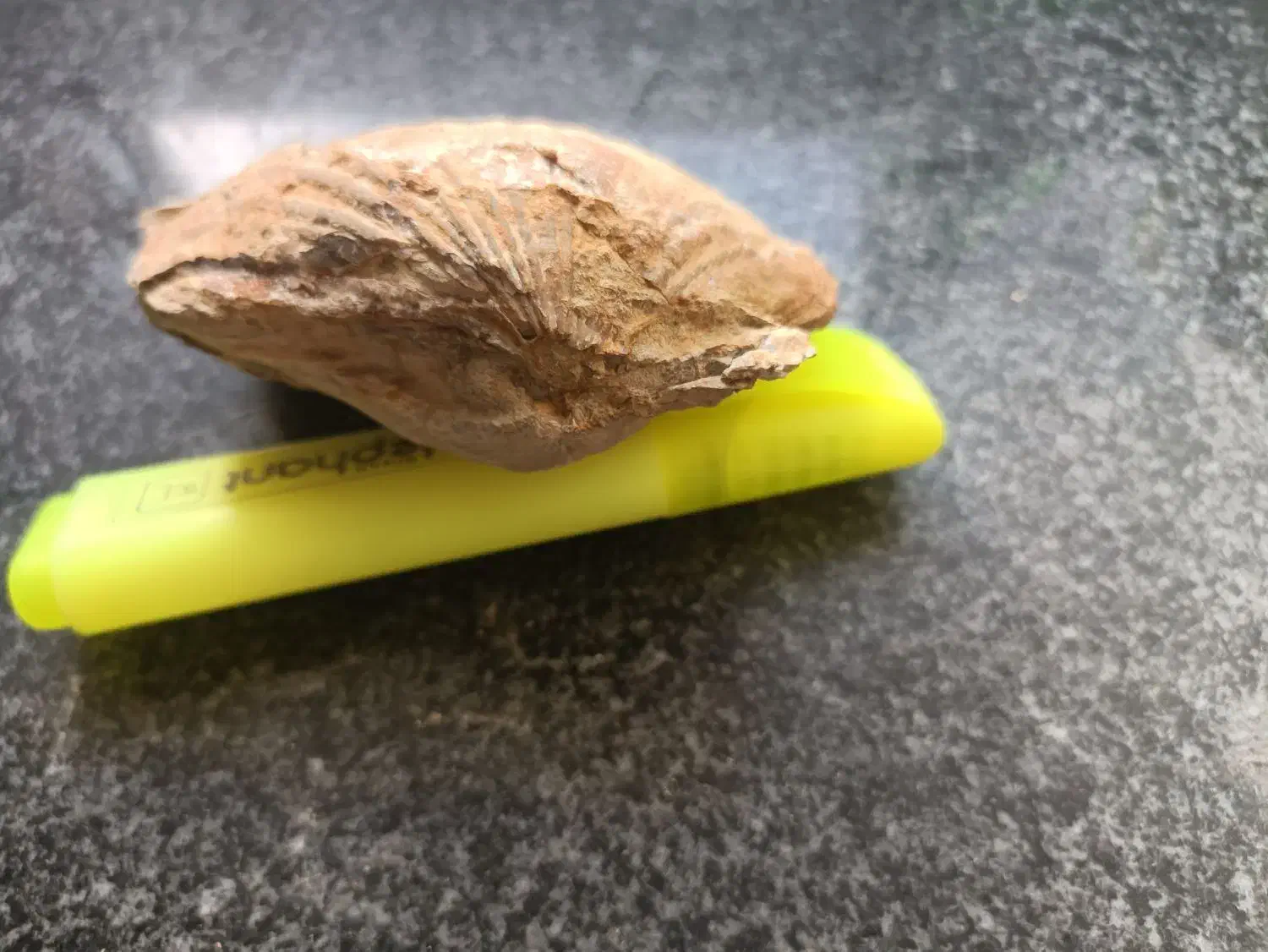 فسیل دو کفه ای مربوط به ژوراسیک ایران|کلکسیون اشیاء عتیقه|طبس, |دیوار