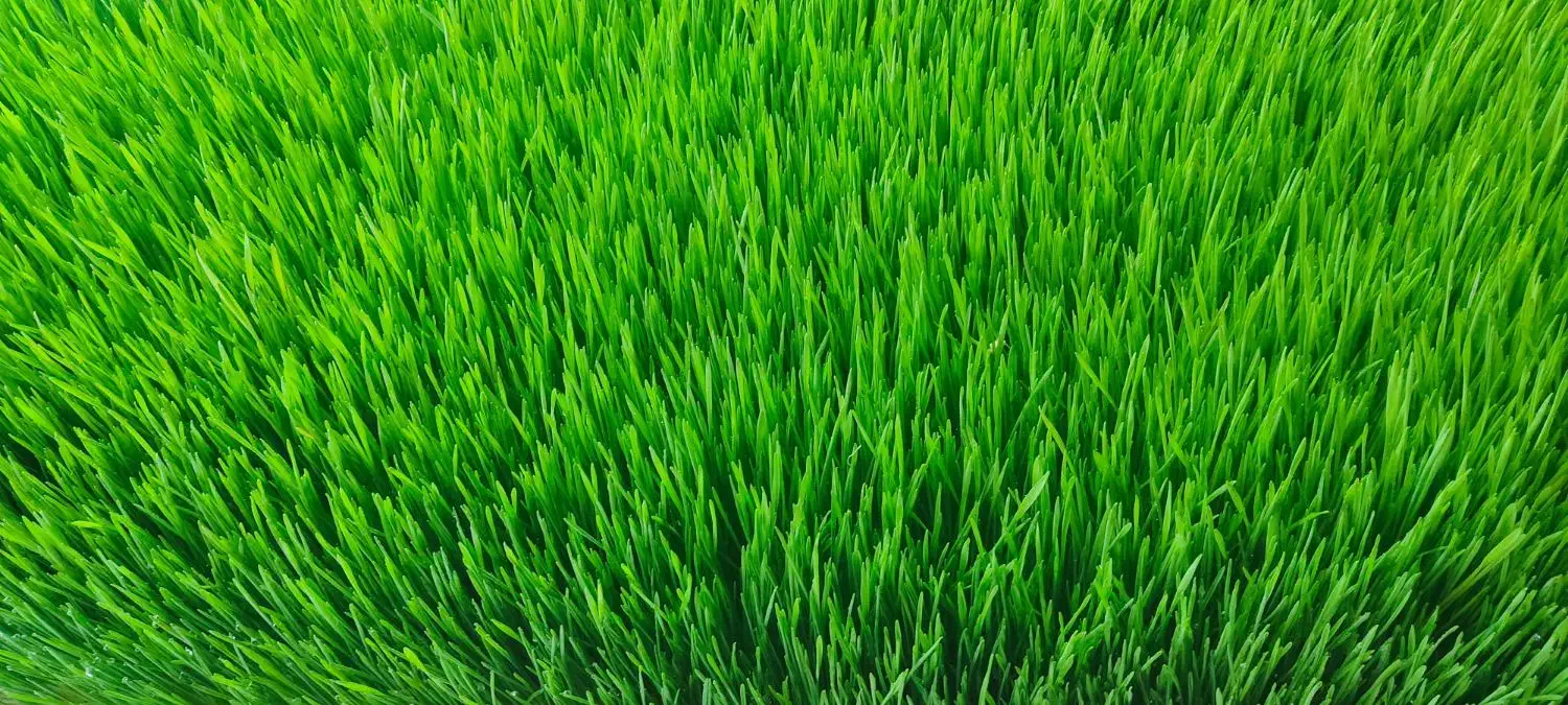 علوفه تازه مناسب دام و طیور|حیوانات مزرعه|سقز, |دیوار