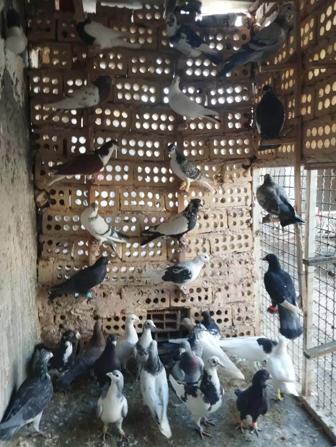 ۳۲عدد حیوون قلدور پرشی|پرنده|فریمان, |دیوار