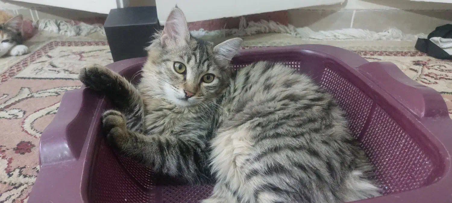 واگذاری  یک گربه  موبلند نر زیبا|گربه|تهران, بهار|دیوار