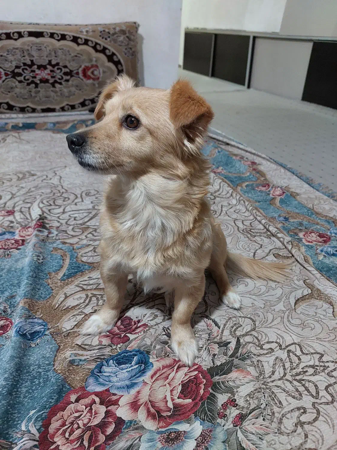 سگ پاکوتاه خانگی|سگ|بجنورد, |دیوار