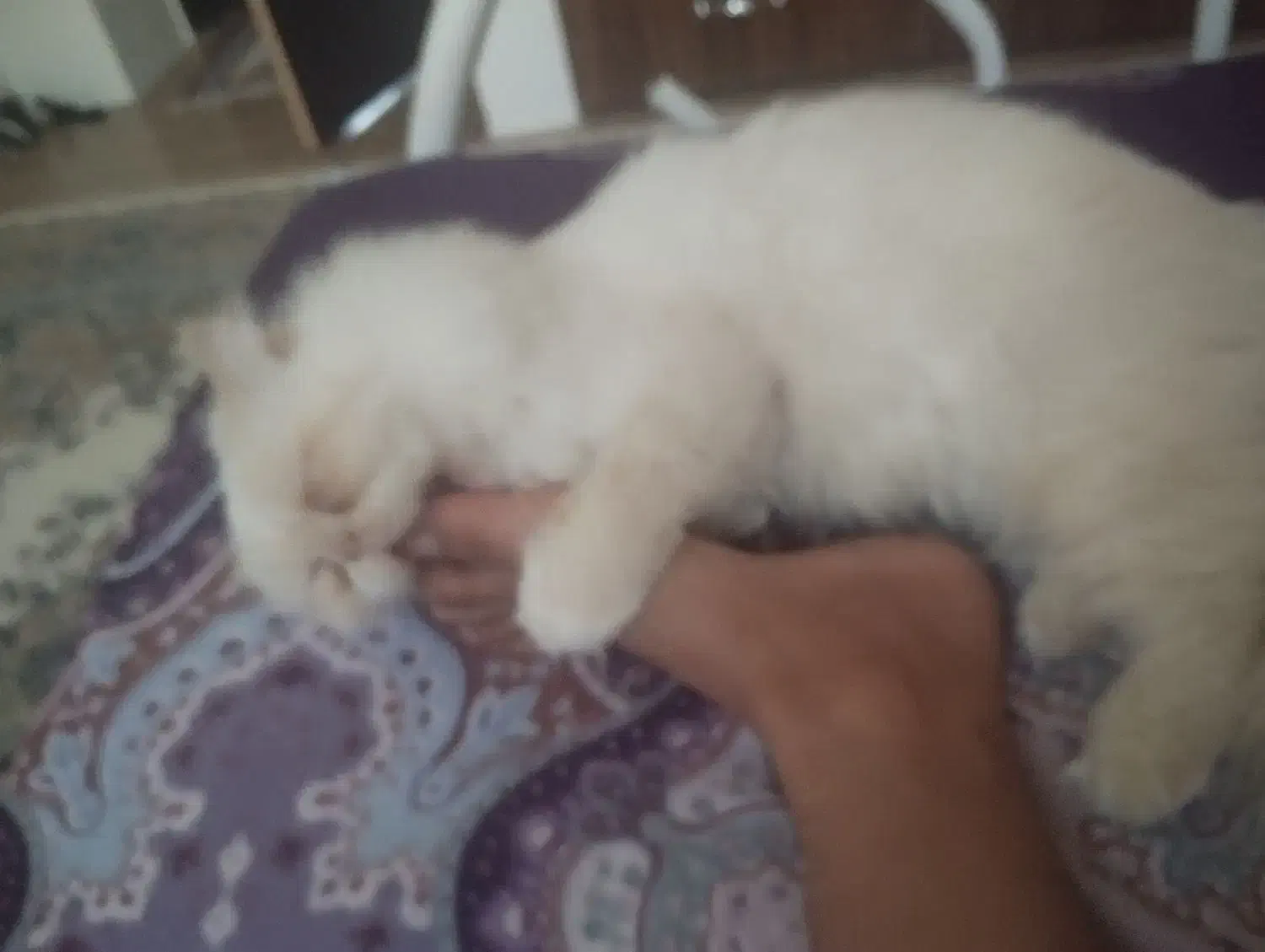 گربه پرشین 11ماه لوازم کامل قیمت 10 نر|گربه|آستارا, |دیوار