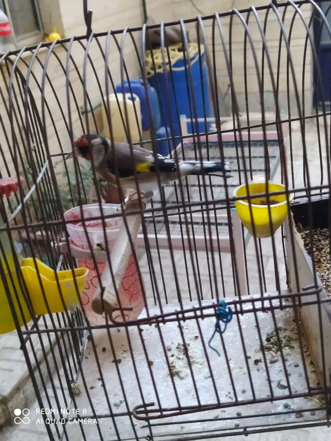 سهره بروجرد|پرنده|خوی, |دیوار