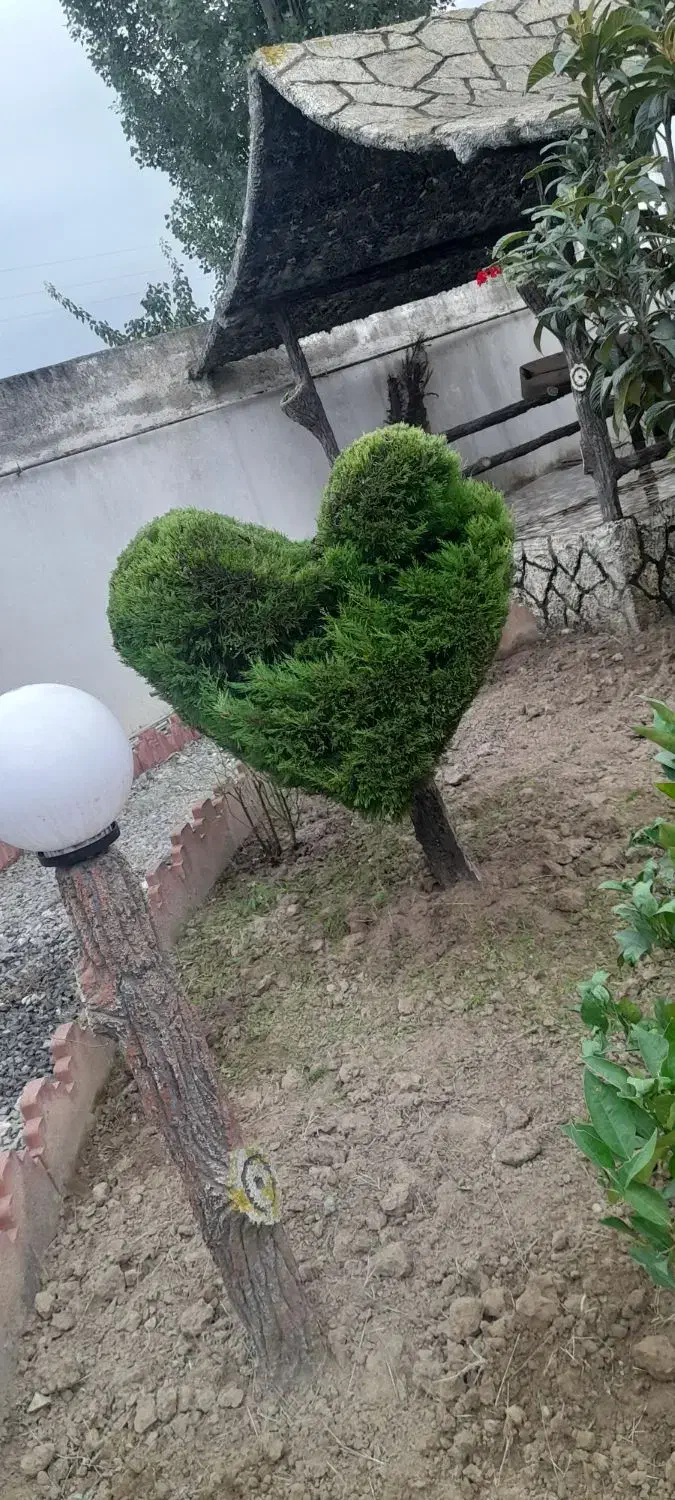 اجرا و نگهداری از فضای سبز|خدمات باغبانی و درختکاری|بابل, |دیوار