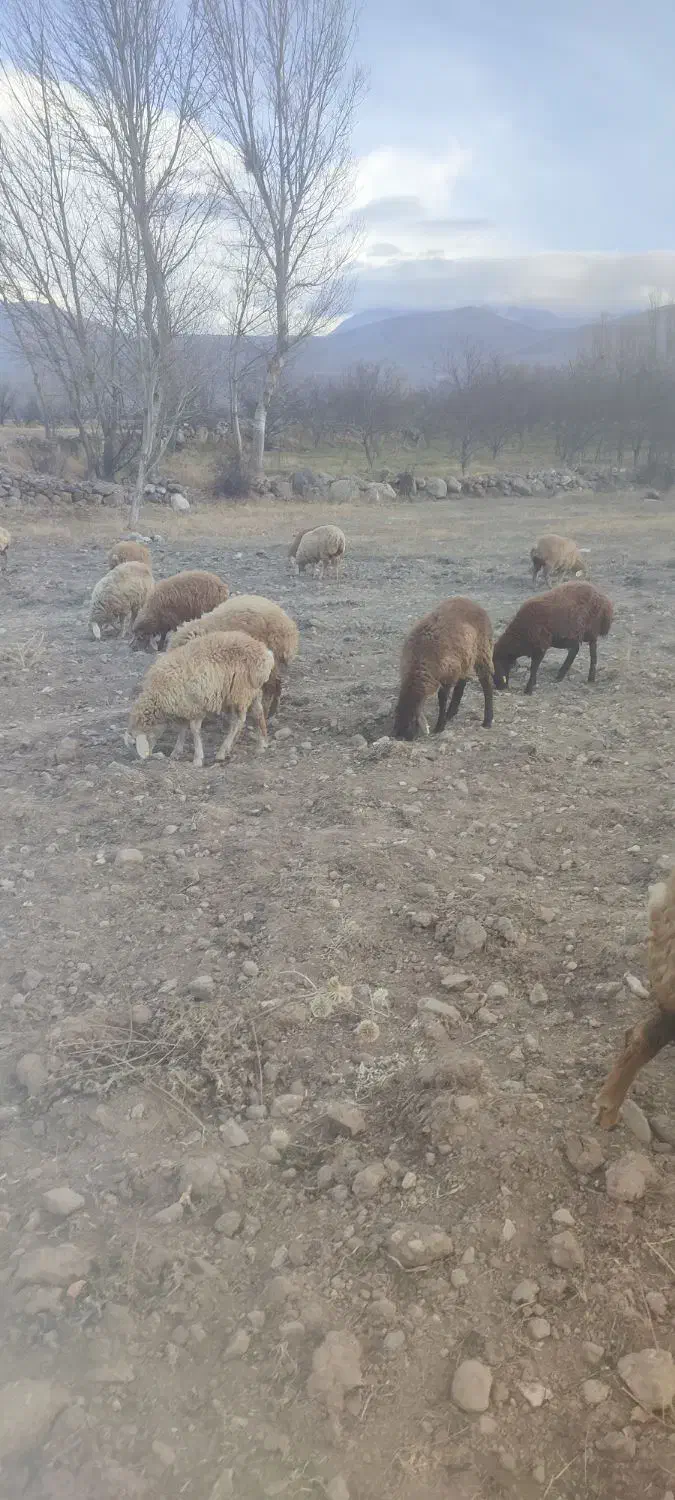 بره نر پای پروار|حیوانات مزرعه|مشگین شهر, |دیوار