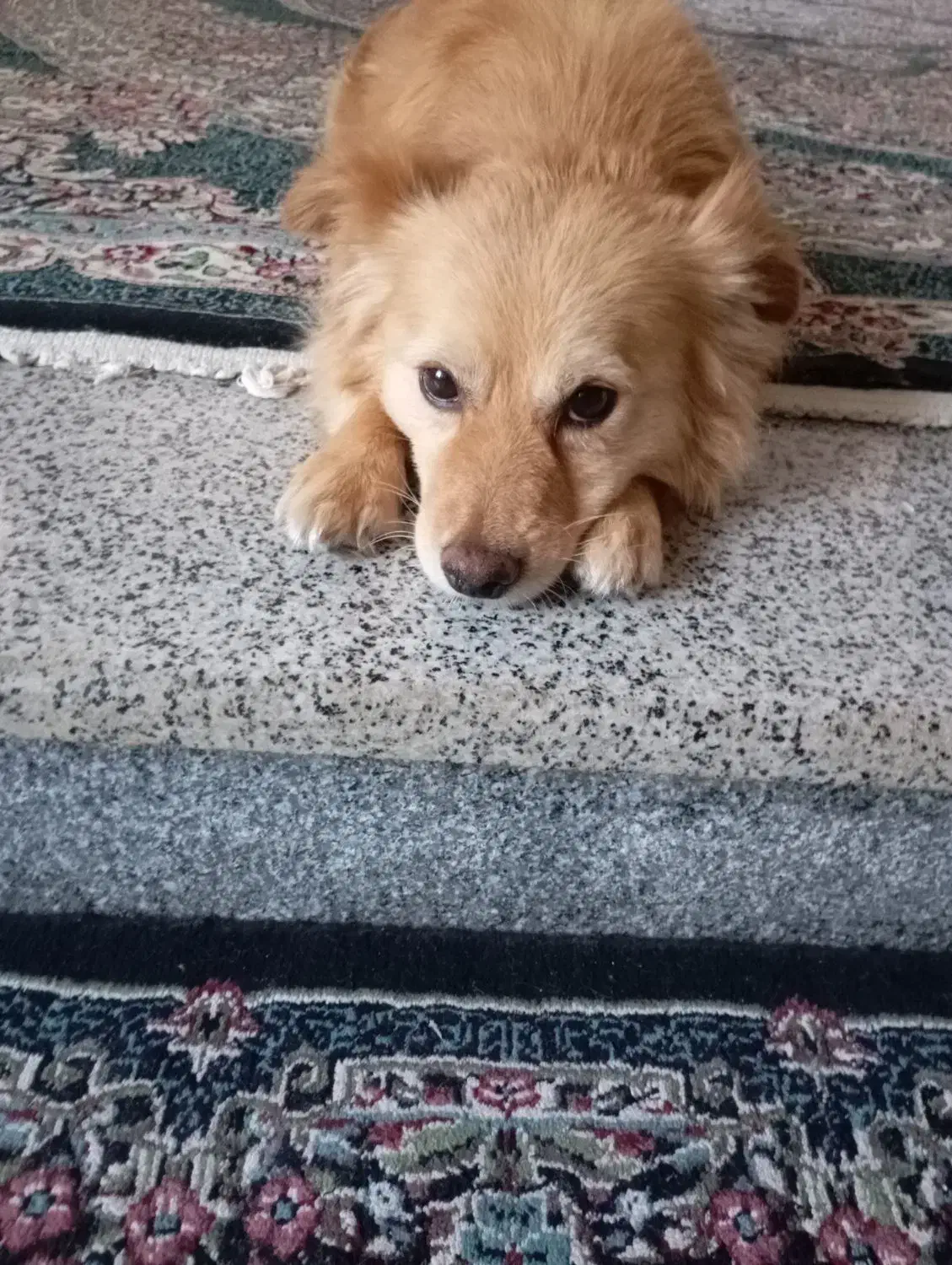 سگ ژرمن اشپیتز آلمان|سگ|کرمان, |دیوار