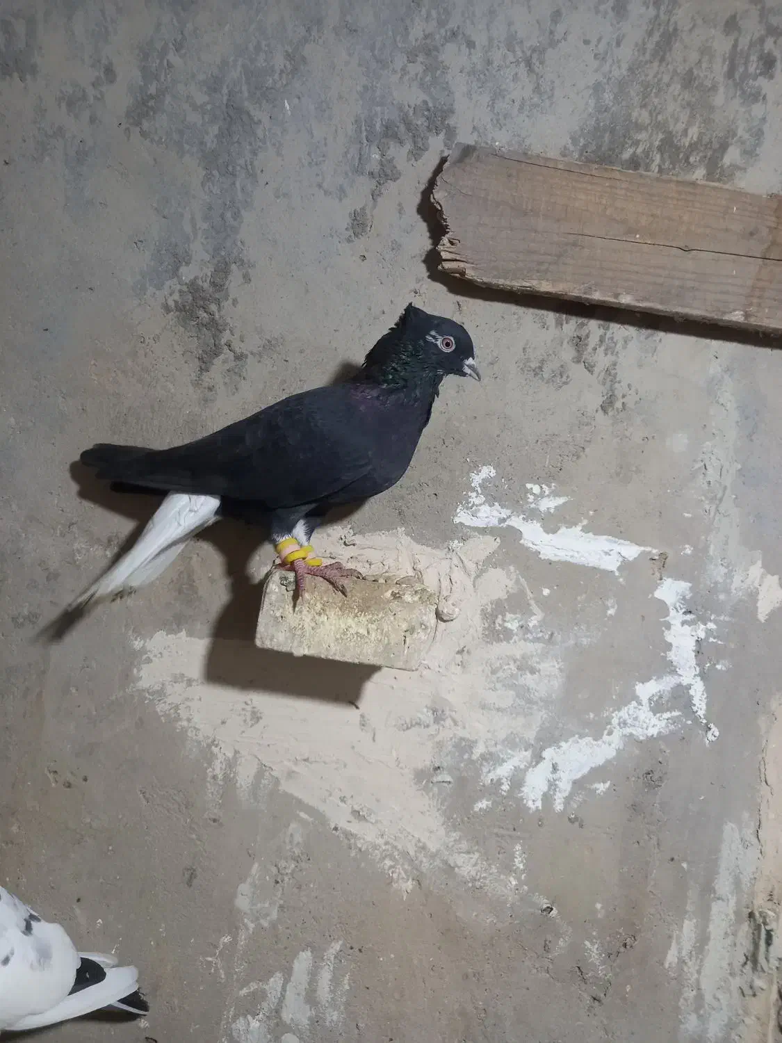 اشعل|پرنده|باوی, |دیوار